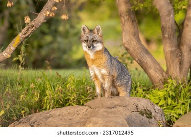Fox on a Rock! Gray Fox (Urocyon cinereoargenteus) sits a top its pride rock, king of the forest. Green fairy tale scene, a reclusive canid in the morning sun. Captured in controlled conditions - Powered by Shutterstock