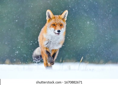 Fox On The Winter Forest Meadow, With White Snow.Red Fox Hunting, Vulpes Vulpes, Wildlife Scene From Europe. Orange Fur Coat Animal In The Nature Habitat. 