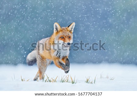 Fox on the winter forest meadow, with white snow. Red Fox hunting, Vulpes vulpes, wildlife scene from Europe. Orange fur coat animal in the nature habitat.    