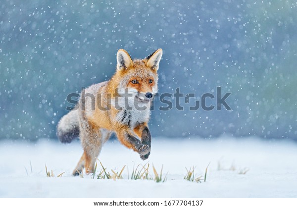 Fox on the winter forest\
meadow, with white snow. Red Fox hunting, Vulpes vulpes, wildlife\
scene from Europe. Orange fur coat animal in the nature habitat.   \
