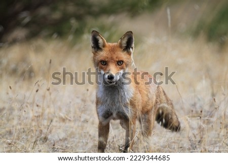 A fox in outback Australia.