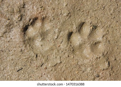 Fox Paw Images, Stock Photos & Vectors | Shutterstock