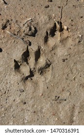 503 Fox paw prints Stock Photos, Images & Photography | Shutterstock