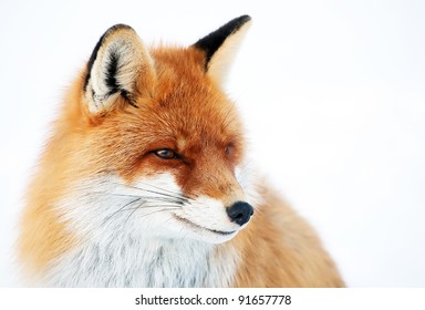 Fox Portrait Isolated On White