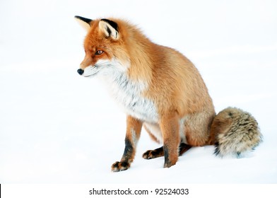 Fox Portrait Isolated On White