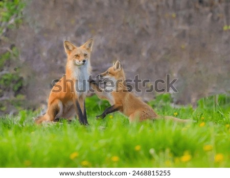 Fox pup touching its dad.