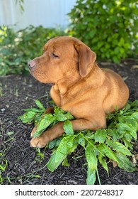 Fox Red Labrador Dog Portrait 