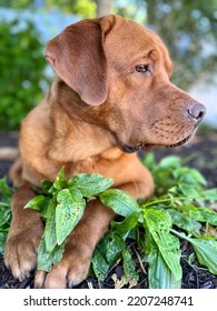 Fox Red Labrador Dog Portrait 