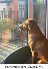 Fox Red Labrador Dog Puppy