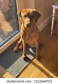 Fox Red Labrador Dog Puppy