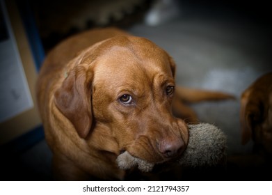 Fox Red Labrador With The Favourite   Toy 