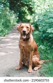 Fox Red Labrador On Walk England