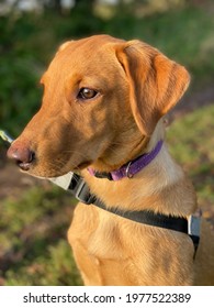 Fox Red Labrador Puppy Lead