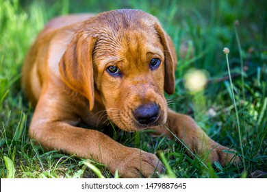 694 Red Fox Labrador Retriever Images, Stock Photos & Vectors ...