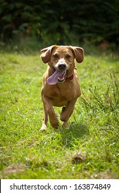 Fox Red Labrador Running