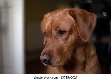 6 Fox Red Labrador Images Stock Photos Vectors Shutterstock