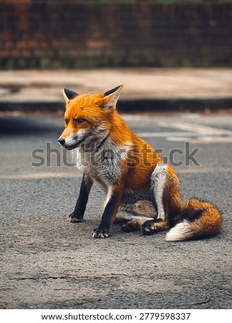 Fox (red)- the largest of the true foxes and one of the most widely distributed members of the order Carnivora