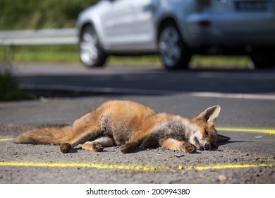 Fox Roadkill