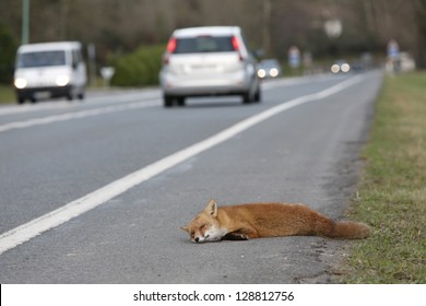 Fox Roadkill With Car