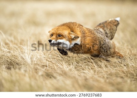 The fox is running across a clearing and chasing its prey.