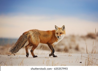 Fox Running on Beach Sand Dunes