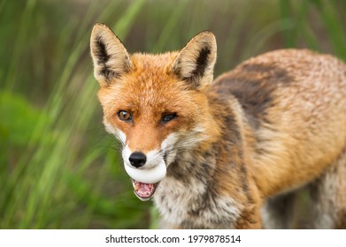 A Fox With Sick Eye Has An Egg In Its Mouth 