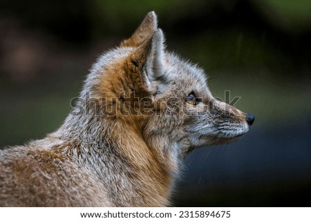 A fox from the side.