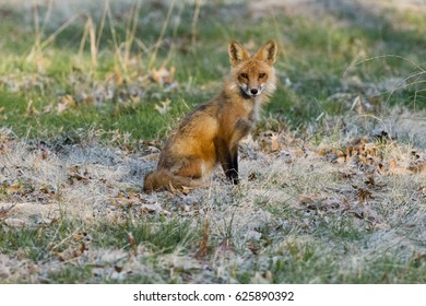 Fox Sitting in Grass