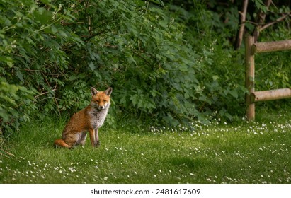 A fox sitting on grass looking at the viewer with plants behind. Red fox (Vulpes vulpes), Kent, UK. - Powered by Shutterstock