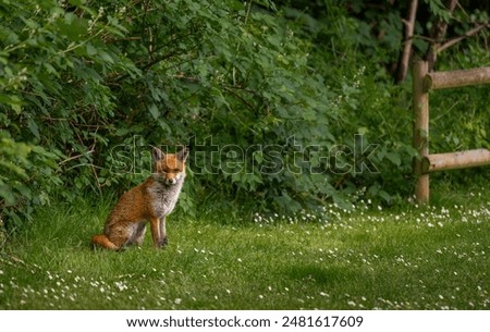 A fox sitting on grass looking at the viewer with plants behind. Red fox (Vulpes vulpes), Kent, UK.