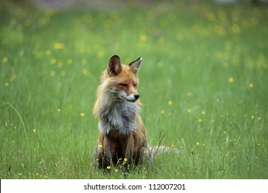 Fox Sitting On Meadow