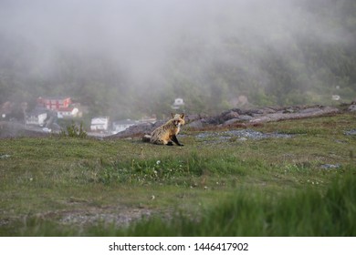 Fox Sitting On Signal Hill, Newfoundland