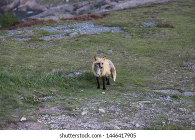 Fox Sitting On Signal Hill, Newfoundland