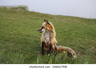 Fox Sitting On Signal Hill, Newfoundland