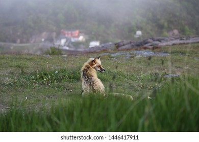 Fox Sitting On Signal Hill, Newfoundland