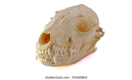 Fox Skull