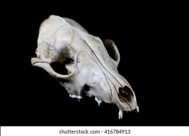 730 Fox skeleton Images, Stock Photos & Vectors | Shutterstock