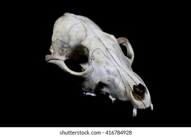 Fox Skull On Black Background Stock Photo 416784928 | Shutterstock