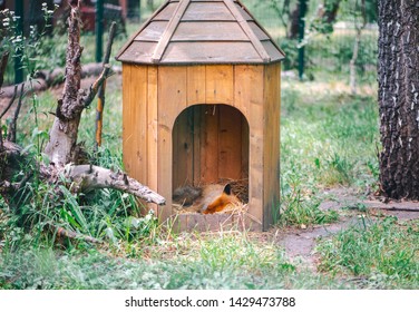 Fox sleeps in a small wooden house in a forest. Help wild animals. - Shutterstock ID 1429473788