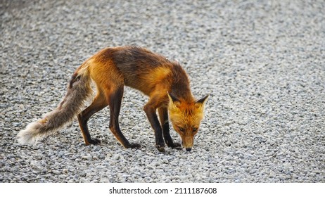 Fox Sneaky Around, Yukon, Canada