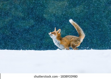 Fox In Snowfall. Red Fox, Vulpes Vulpes, Jumping In Snow And Playing With Snowflakes. Pure Winter Fun Of Beautiful Beast. Orange Fur Coat Animal With Fluffy Tail. Wildlife Scene From Winter Nature.