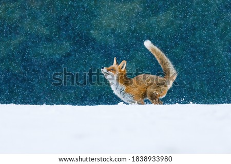 Fox in snowfall. Red fox, Vulpes vulpes, jumping in snow and playing with snowflakes. Pure winter fun of beautiful beast. Orange fur coat animal with fluffy tail. Wildlife scene from winter nature.