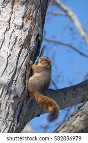 Fox squirrel clinbing tree