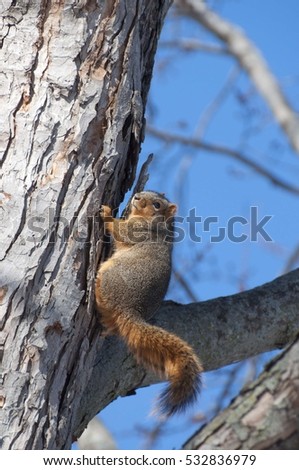 Fox squirrel clinbing tree