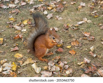 Fox Squirrel Eating Nuts In Autumn
