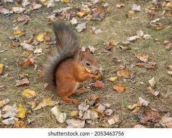 Fox Squirrel Eating Nuts In Autumn
