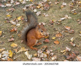 Fox Squirrel Eating Nuts In Autumn
