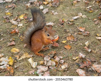 Fox Squirrel Eating Nuts In Autumn
