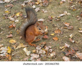 Fox Squirrel Eating Nuts In Autumn
