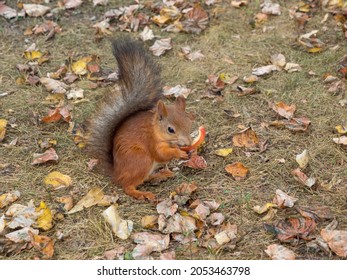 Fox Squirrel Eating Nuts In Autumn
